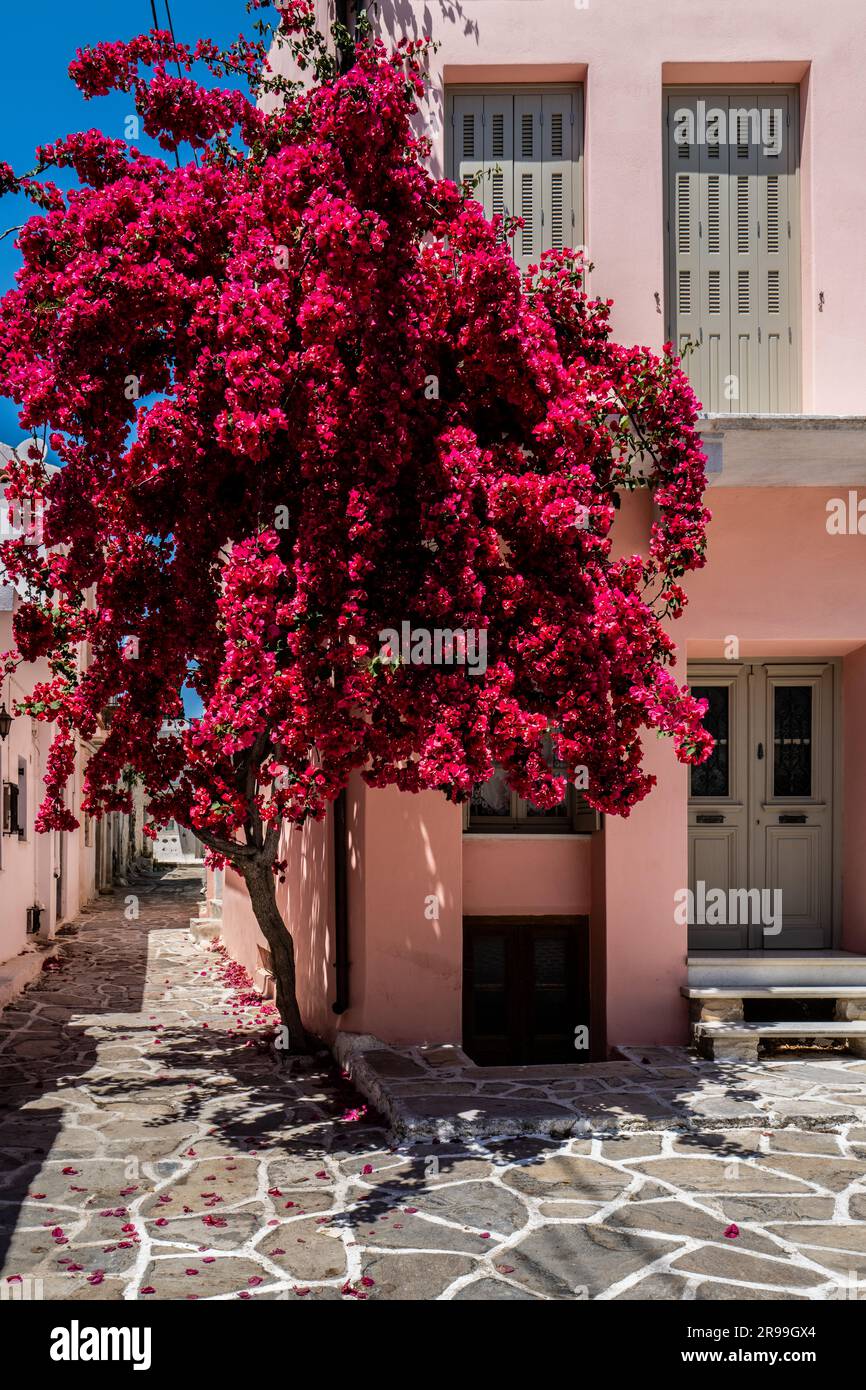 Tradizionale casa cicladica con facciata dipinta di rosa e una bouganvillea fiorita ad Halki, Naxos, Grecia Foto Stock