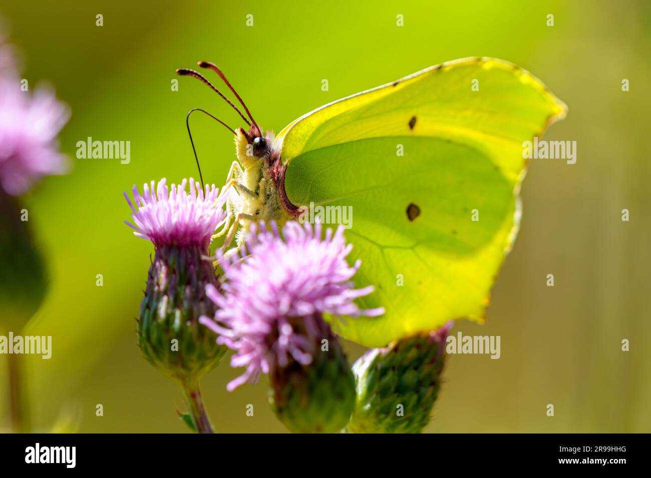 Farfalla di pietra tonda comune, Gonepteryx rhamni, appollaiato sulla pianta Foto Stock