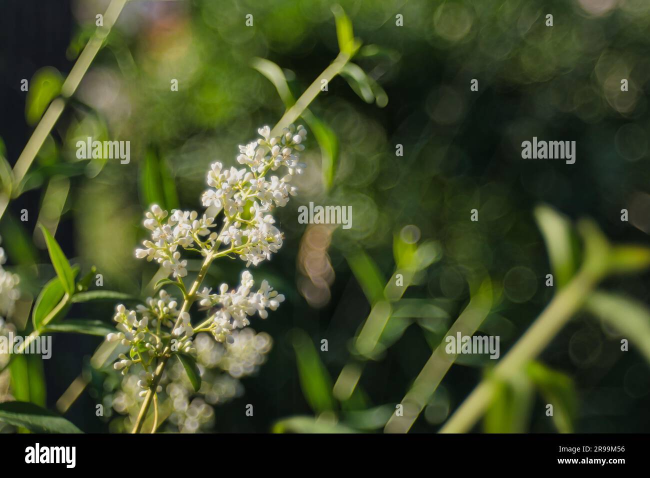 privet comune la sera Foto Stock