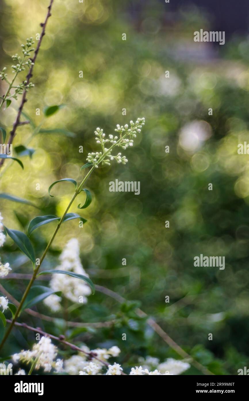 privet comune alla luce della sera Foto Stock