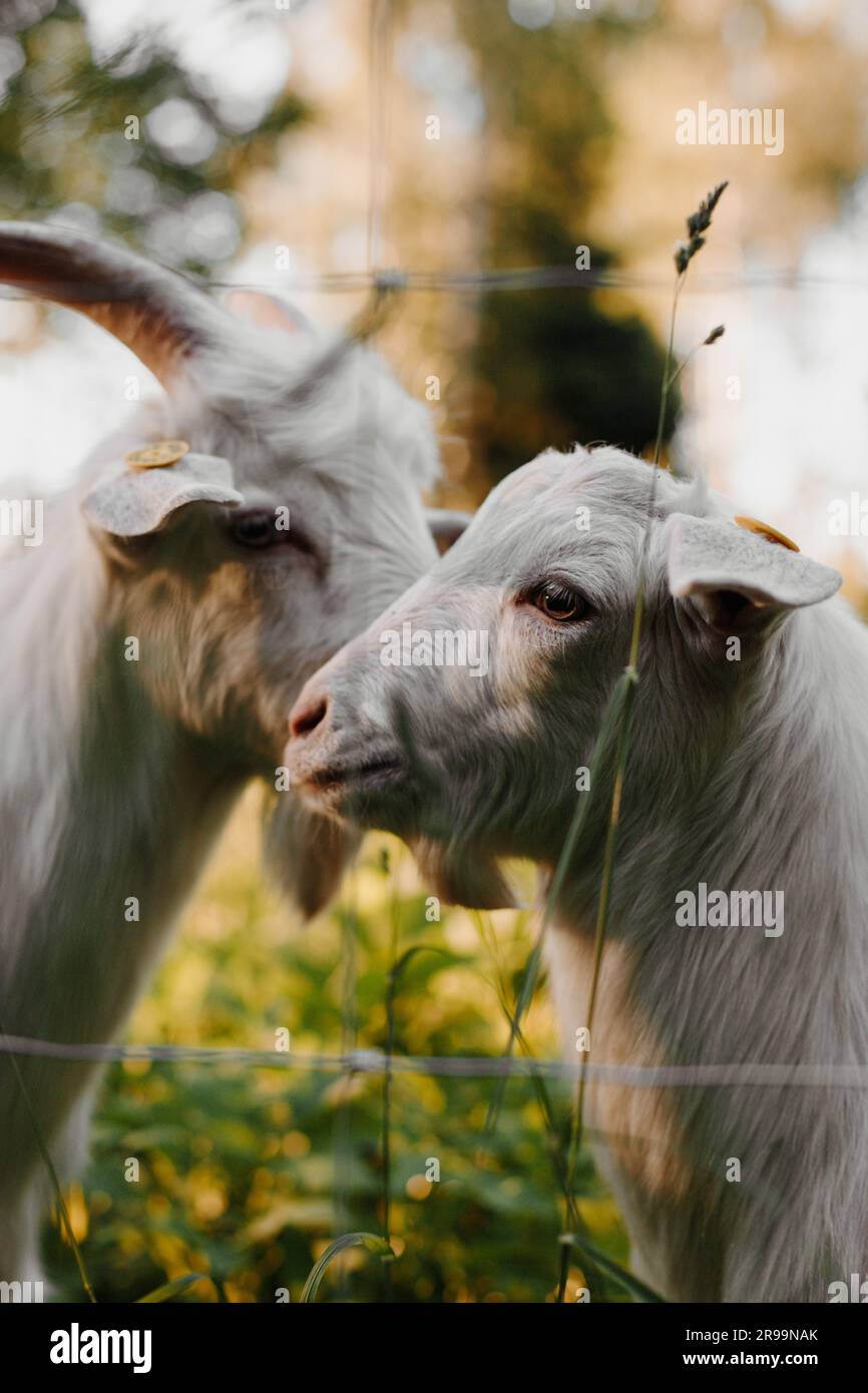 EID -ul adha pecore di capra animale qurbani capre bianche in un prato di un allevamento di capre. Capre bianche nelle vibrazioni estive Foto Stock