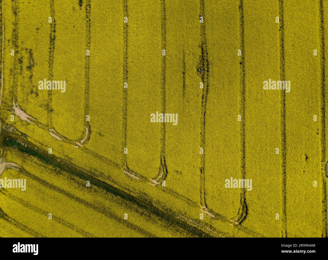 Vista aerea di linee parallele disegnate nel raccolto giallo dei campi di canola Foto Stock