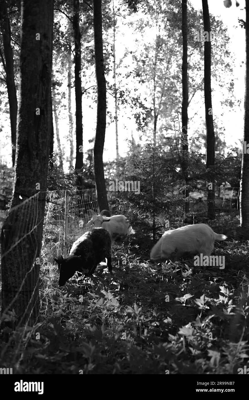 Foto in bianco e nero di pecore bianche che mangiano erba in una calda serata estiva al tramonto in una foresta con una recinzione metallica per scherma. Foto Stock