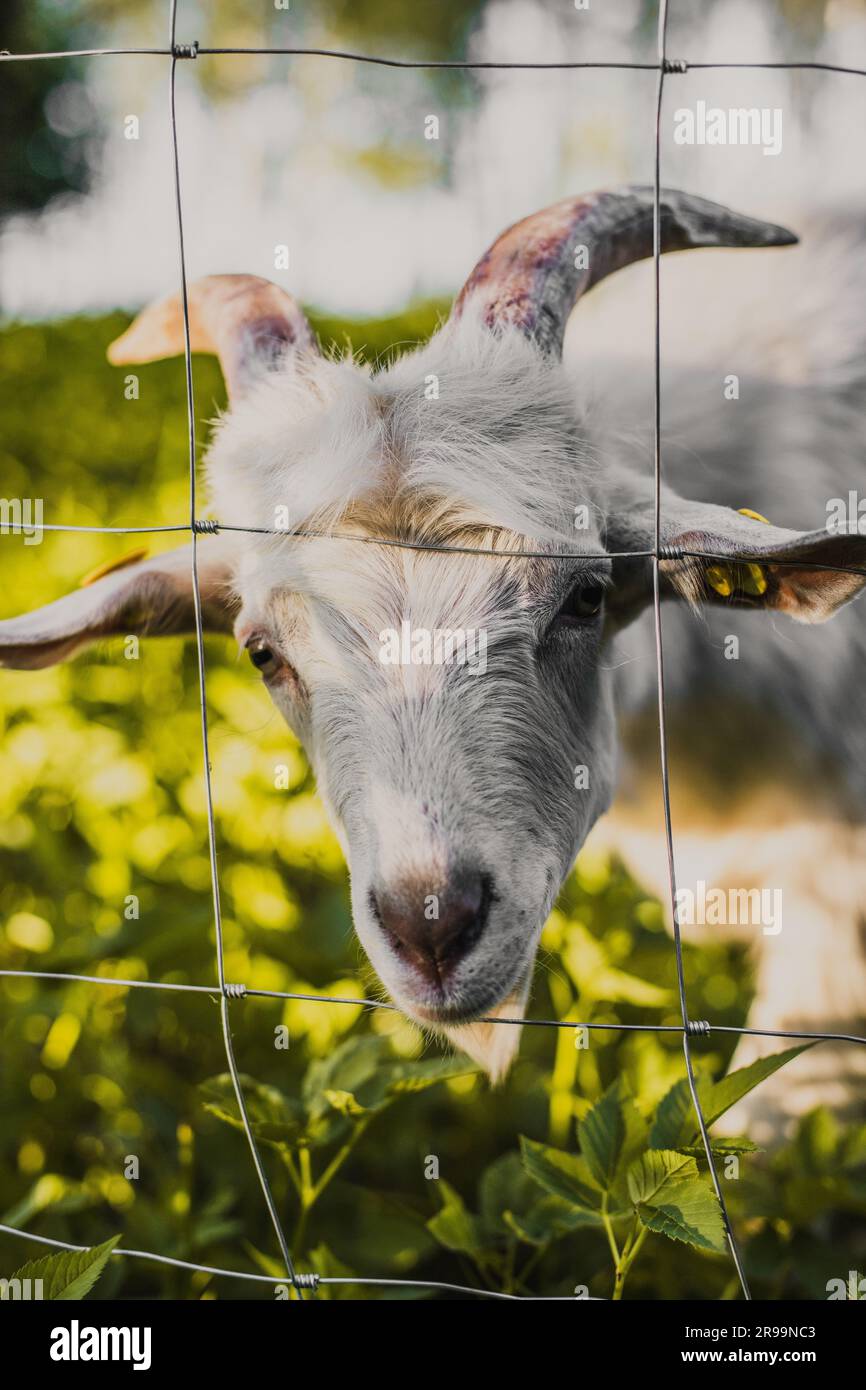 EID -ul adha pecore di capra animale qurbani capre bianche in un prato di un allevamento di capre. Capre bianche nelle vibrazioni estive Foto Stock