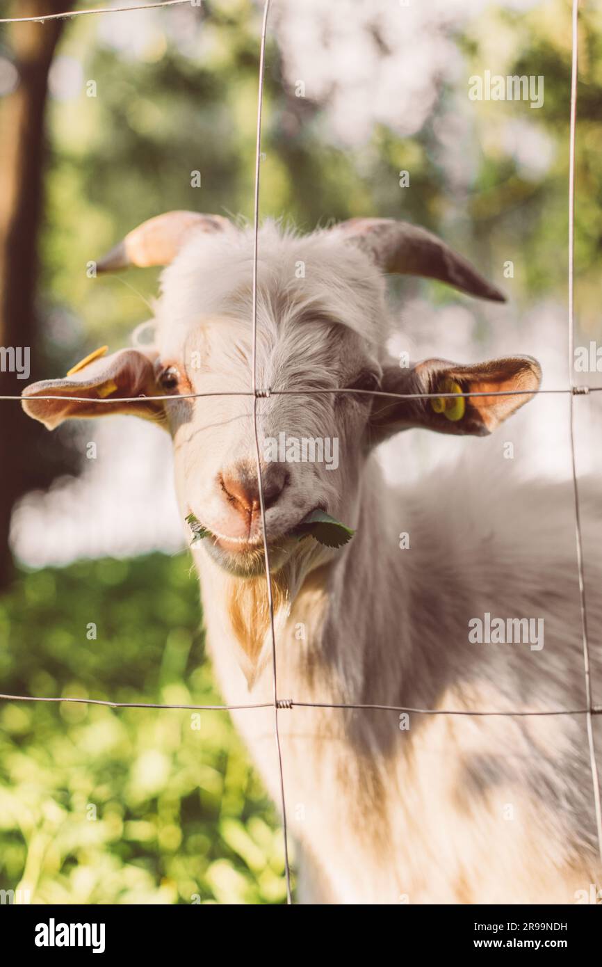 EID -ul adha pecore di capra animale qurbani capre bianche in un prato di un allevamento di capre. Capre bianche nelle vibrazioni estive Foto Stock