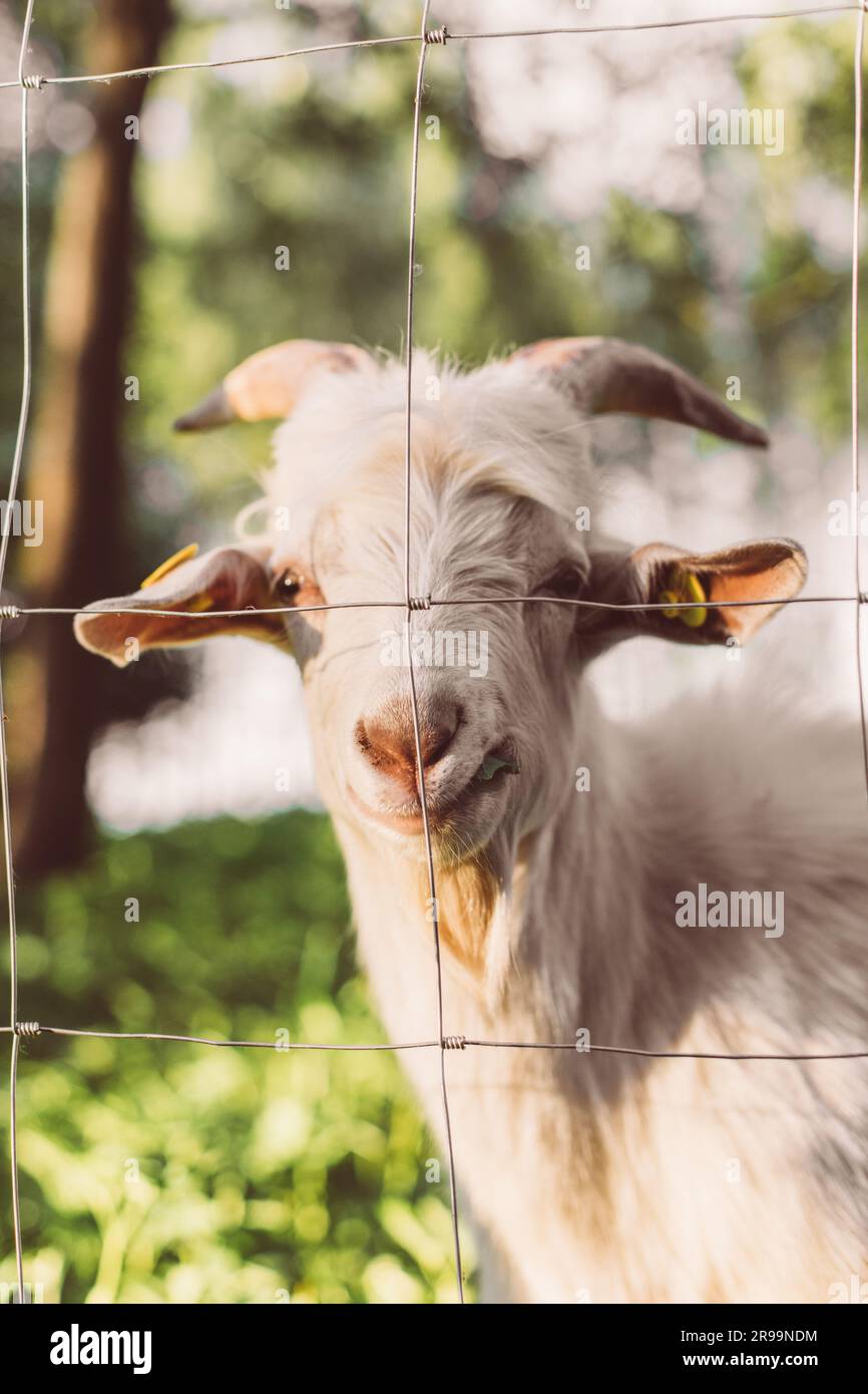 EID -ul adha pecore di capra animale qurbani capre bianche in un prato di un allevamento di capre. Capre bianche nelle vibrazioni estive Foto Stock