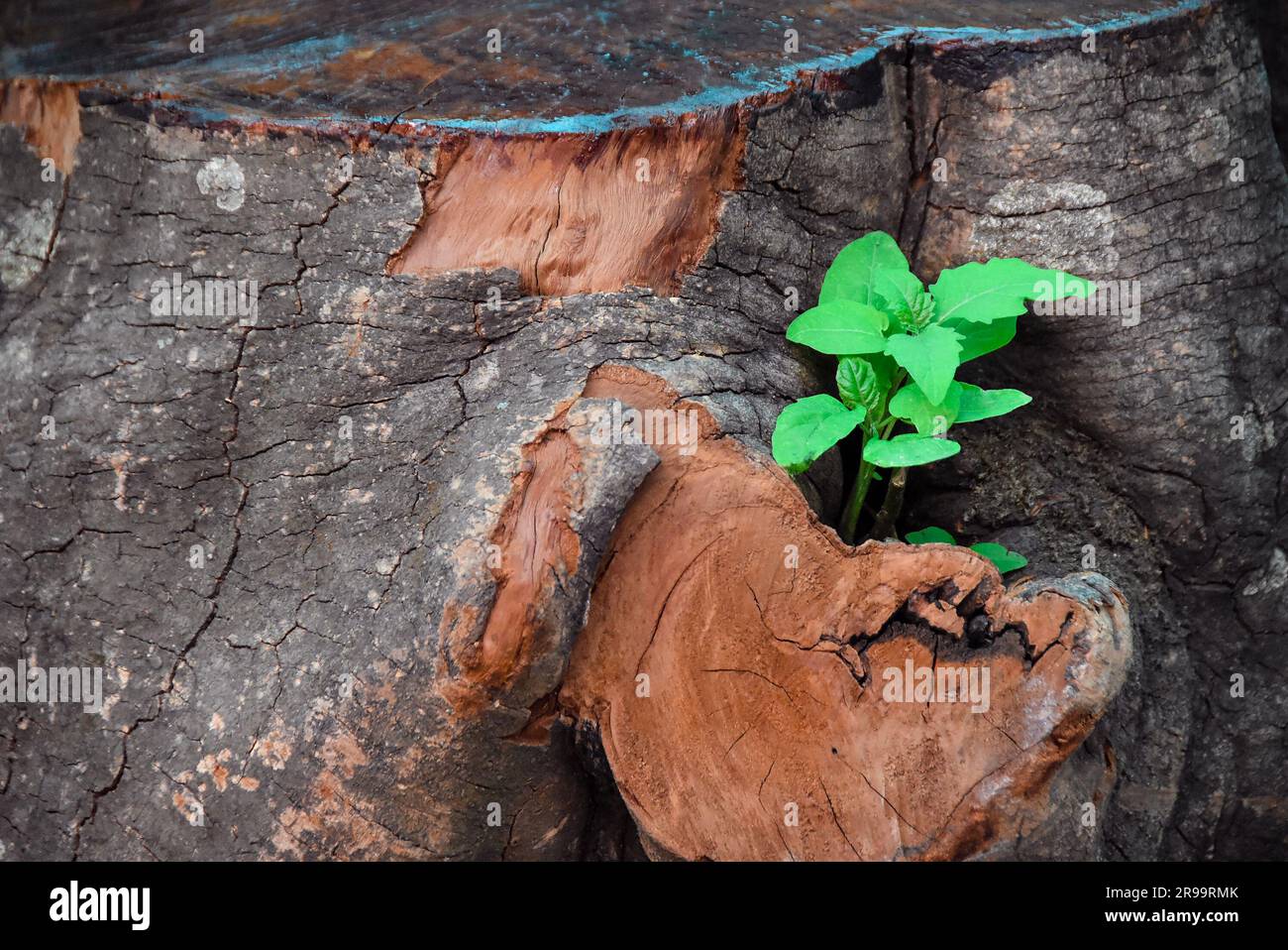 Tavola di radice di legno massello unica e bella con piante verdi in crescita Foto Stock