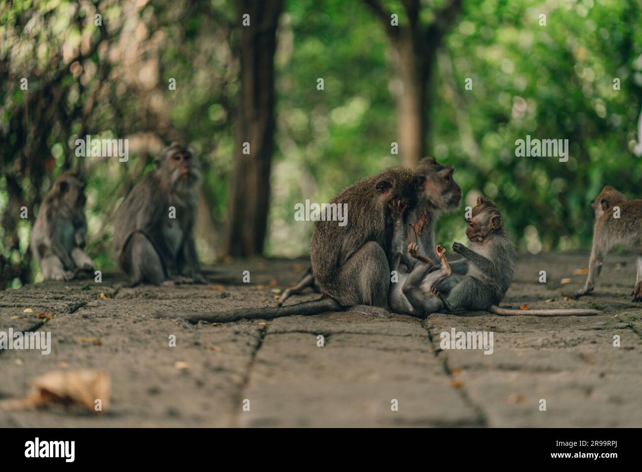 Foto ravvicinata della famiglia di scimmie su sfondo verde. Santuario sacro della foresta delle scimmie, gruppo di macachi Foto Stock