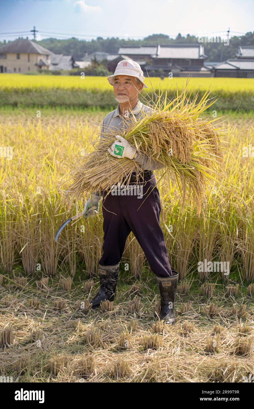 Il Giappone, Hyogo prefettur , che produce il sake.Farmer giapponese raccoglie il riso a mano nel campo . Foto Stock