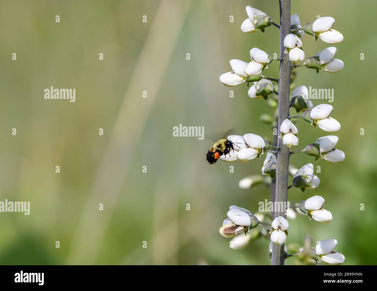 Immagine ravvicinata di bombi che raccolgono il polline su un fiore bianco nel prato Foto Stock