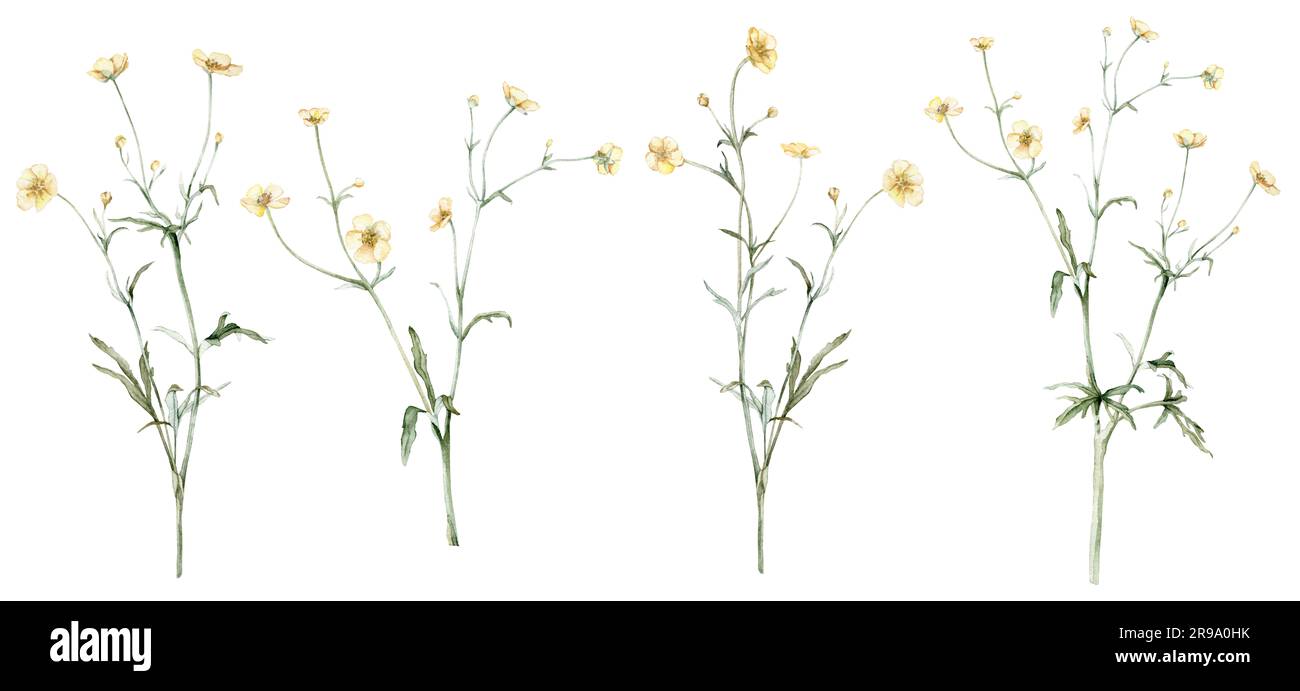 Set del fiore giallo fiore di farfalle noto come Ranunculus acris, sitfast, spearworts o crowfoot d'acqua. Acquerello dipinto a mano Foto Stock