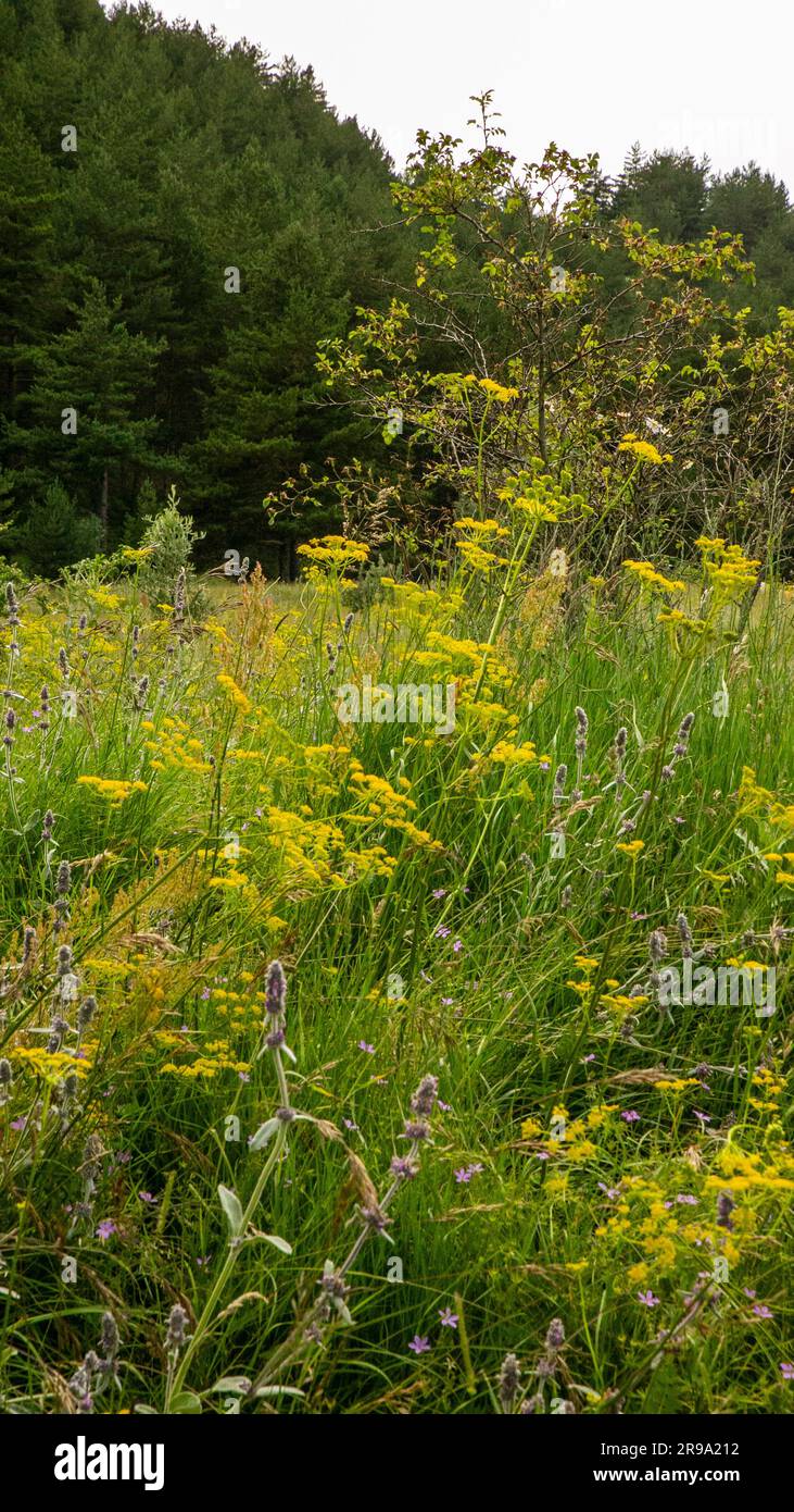 Fiori di campo giallo Foto Stock