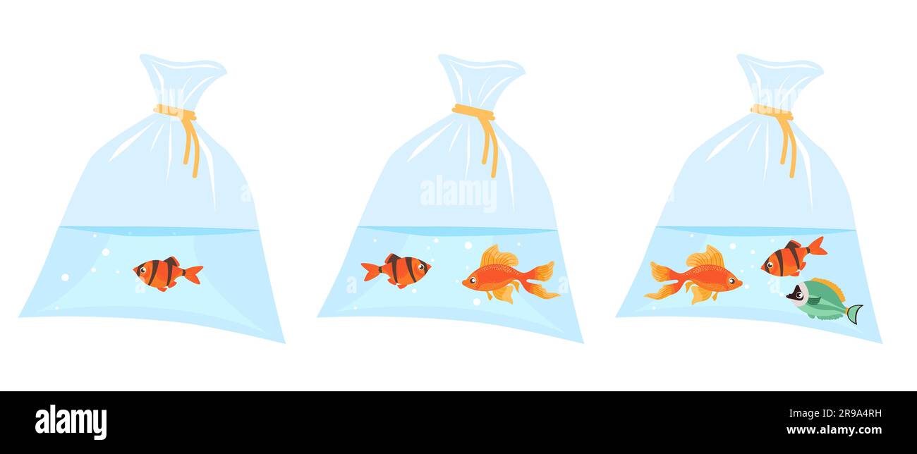 Piccoli pesci dai colori vivaci all'interno di un sacchetto di plastica d'acqua. Trasporto di animali domestici. Animale acquatico. Pesce rosso che galleggia in un sacchetto di cellofane in acqua. Veterinario Illustrazione Vettoriale