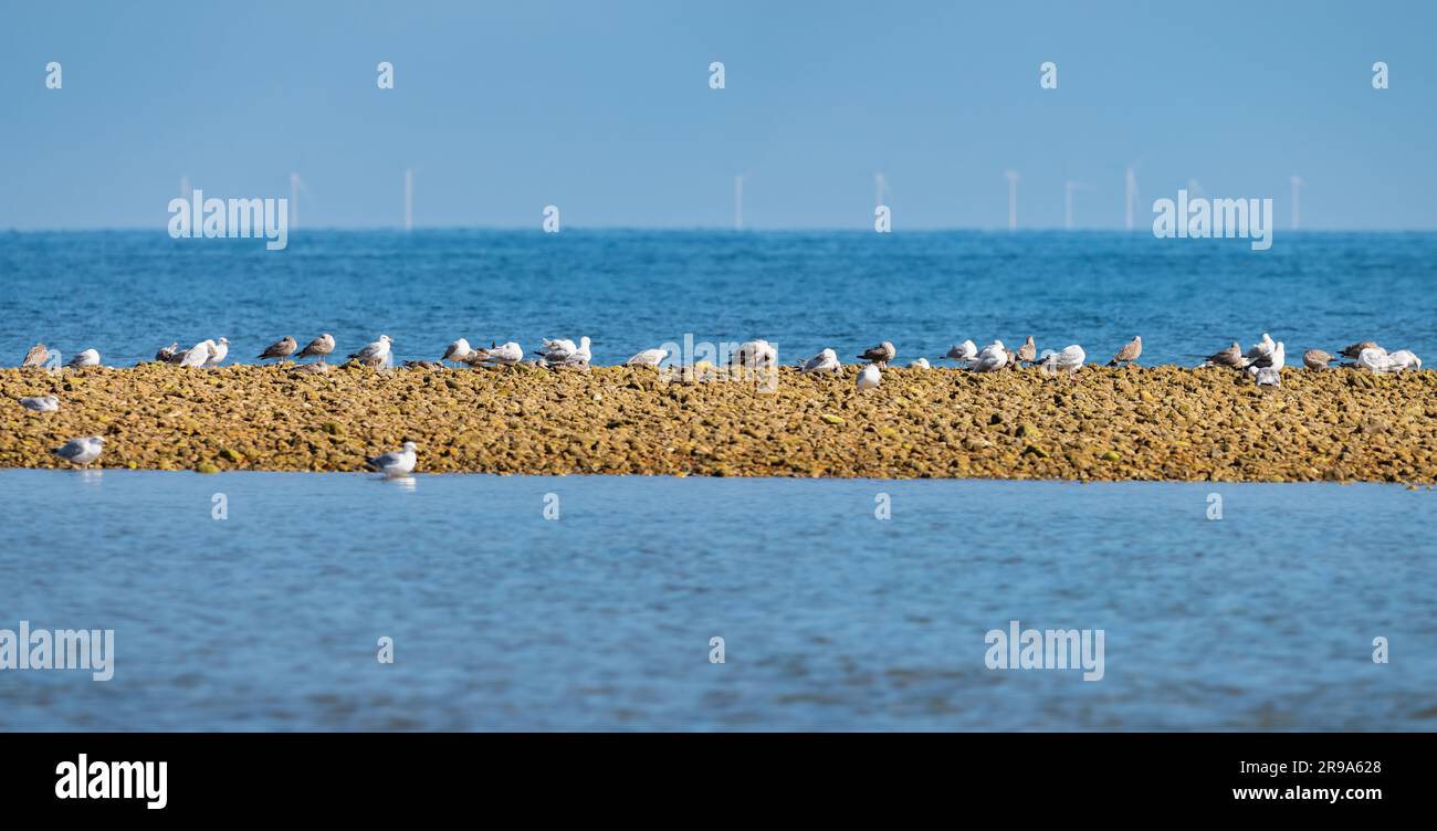 Panorama di un sacco di gabbiani, per lo più probabilmente gabbiani delle aringhe, su una sputa di ciottoli vicino a una spiaggia in mare in estate, Inghilterra, Regno Unito. Foto Stock
