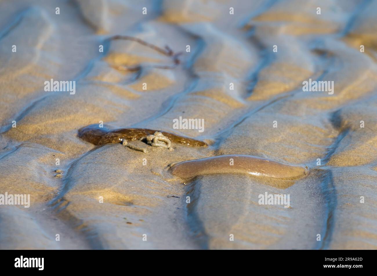 Raro avvistamento di un Lugworm o Sandworm (Arenicola marina) in superficie sulla sabbia di una spiaggia nel Regno Unito. Foto Stock