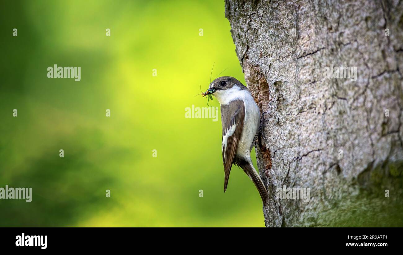 L'European Pied Flycatcher Ficedula hypoleuca porta il cibo al nido per i giovani, la foto migliore. Foto Stock