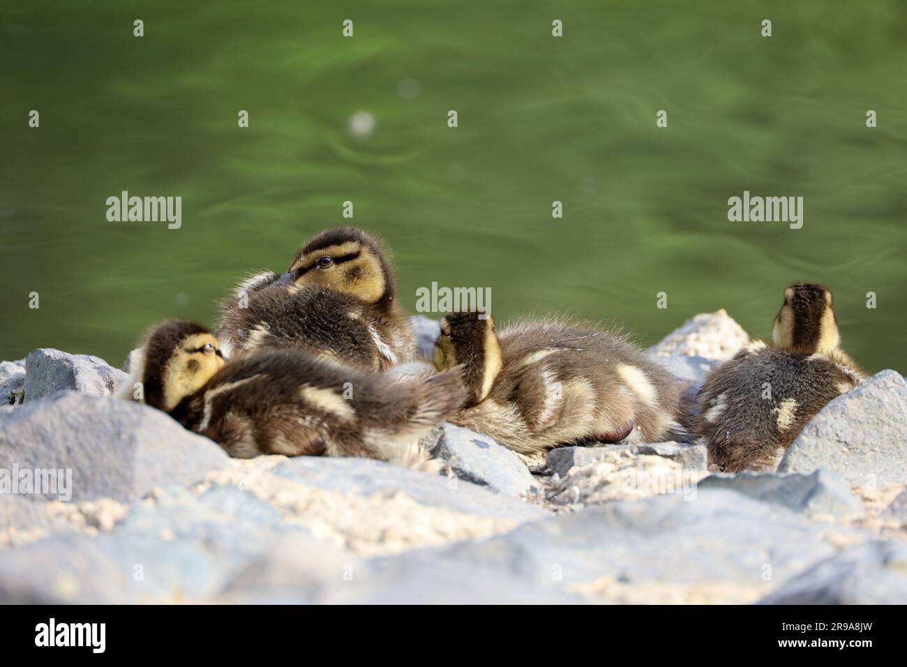 Anatre di Mallard dormono su una pietra della costa del lago. Baby Birds d'estate vicino all'acqua Foto Stock
