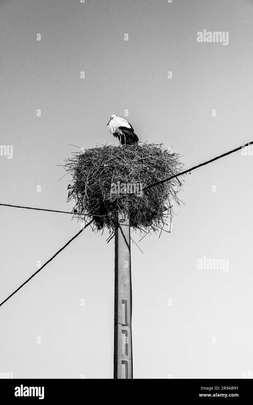 Una cicogna bianca vigile si trova in cima a un impressionante nido su un palo di utilità creando un habitat per decine di piccoli uccelli, vicino alle Riff Mountains, in Marocco Foto Stock