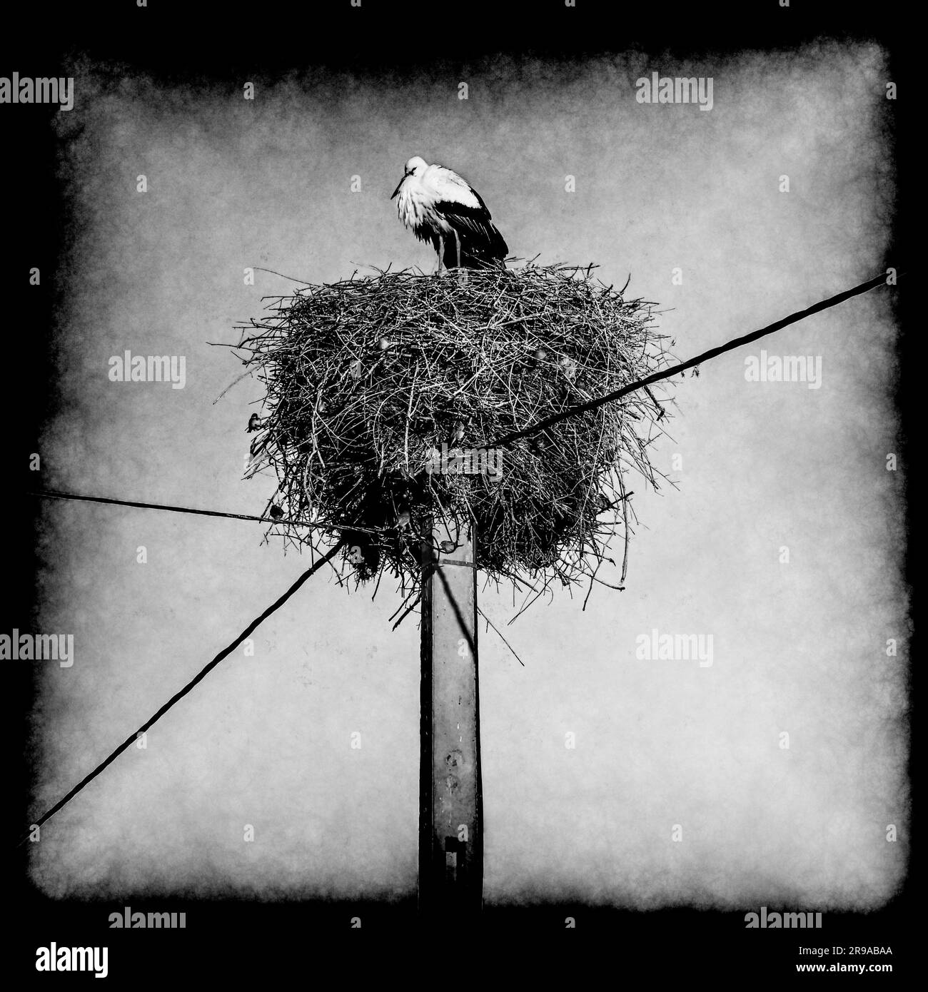 Una cicogna bianca vigile si trova in cima a un impressionante nido su un palo di utilità creando un habitat per decine di piccoli uccelli, vicino alle Riff Mountains, in Marocco Foto Stock