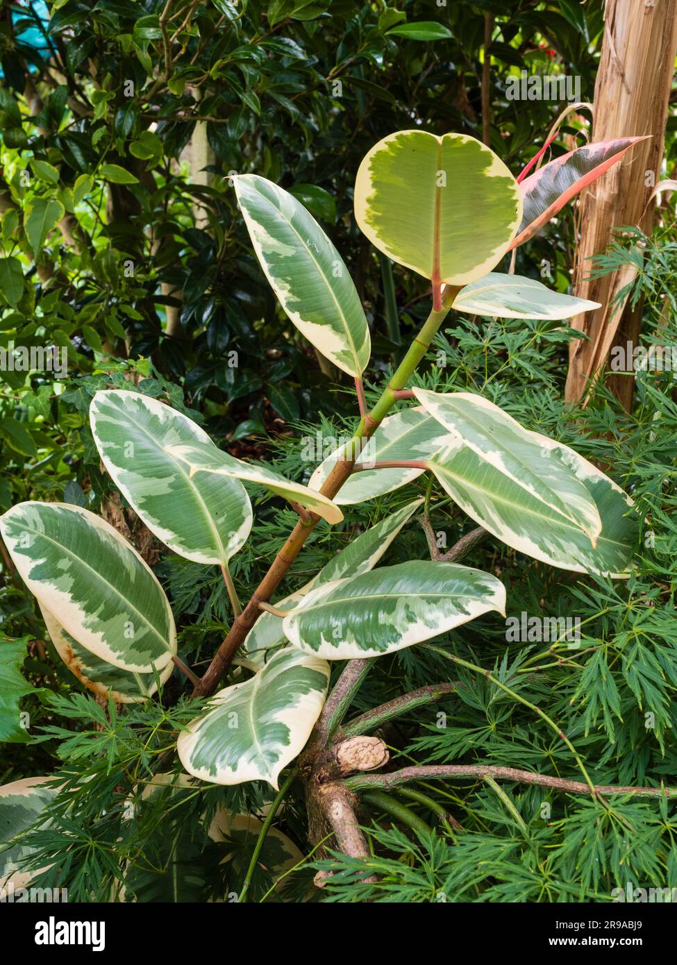 Ficus elastica 'Tricolor', una pianta di gomma variegata, gode di una vacanza estiva all'aperto all'ombra riparata Foto Stock