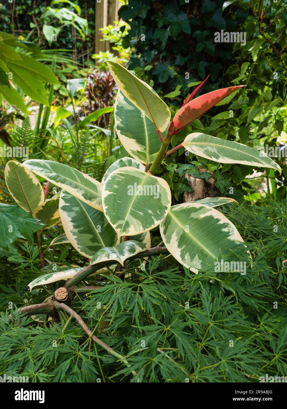 Ficus elastica 'Tricolor', una pianta di gomma variegata, gode di una vacanza estiva all'aperto all'ombra riparata Foto Stock