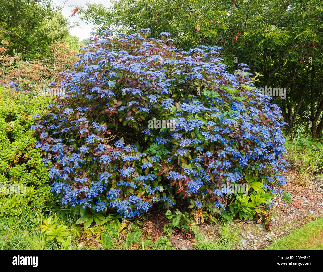 Fiori di razze blu e foglie scure dell'ortensia di montagna lacecap, Hydrangea serrata "Garden House Beauty" Foto Stock