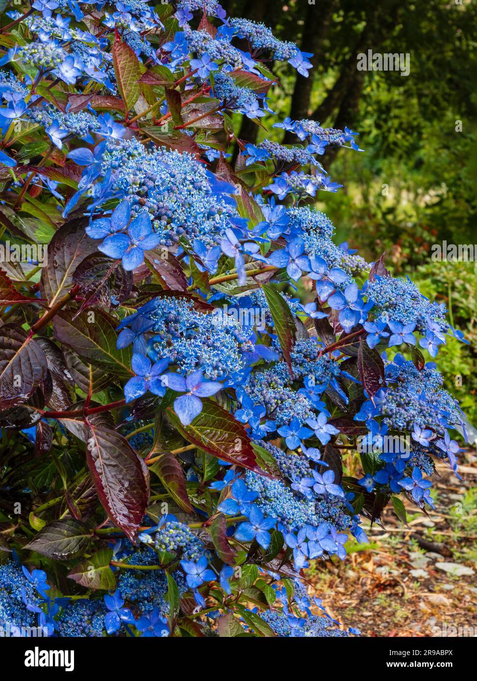 Fiori di razze blu e foglie scure dell'ortensia di montagna lacecap, Hydrangea serrata "Garden House Beauty" Foto Stock