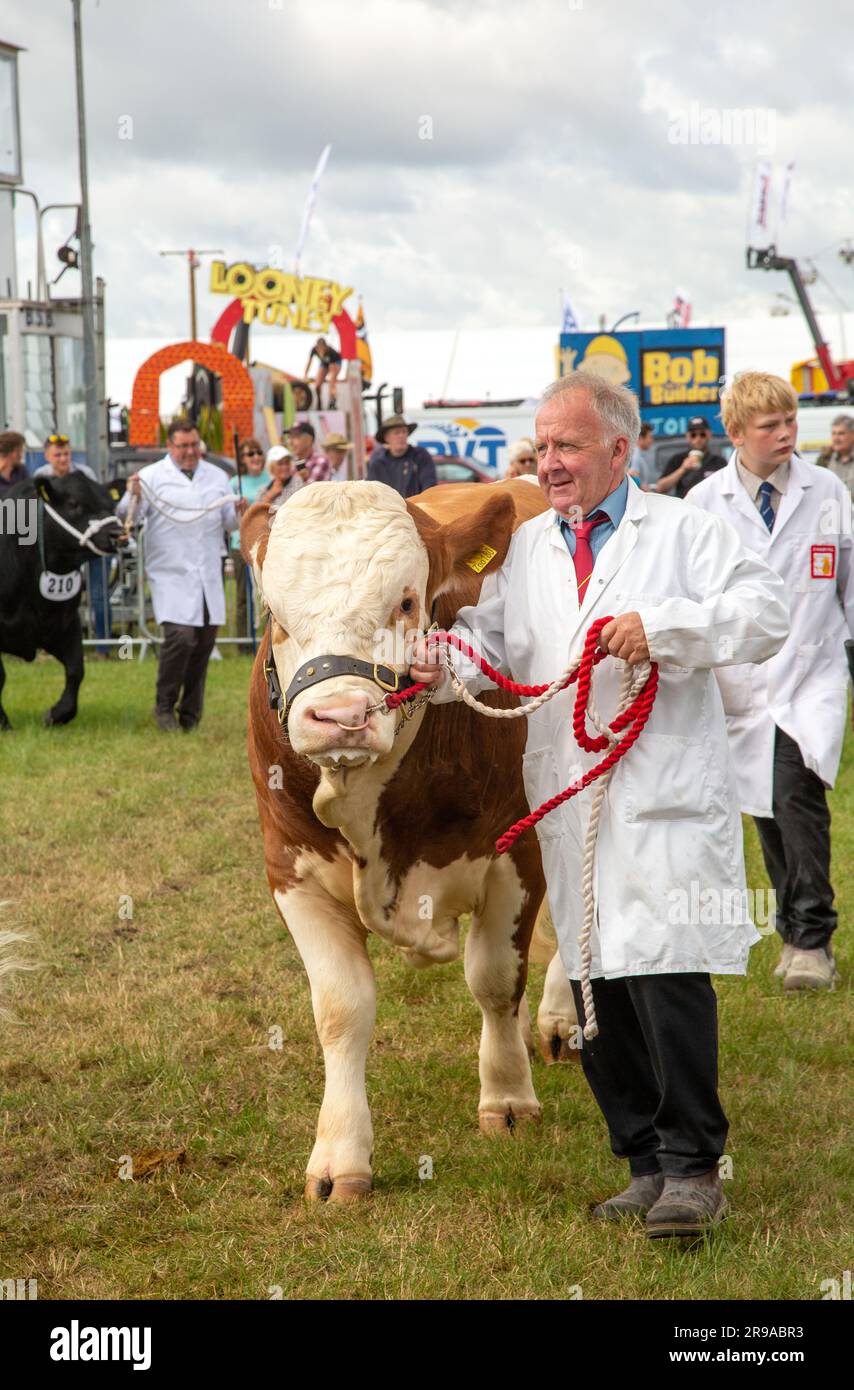 Le mucche di bestiame sono state giudicate nell'anello di parata alla fiera agricola del Royal Cheshire del giugno 2023 al Tabley Showground di Knutsford Foto Stock