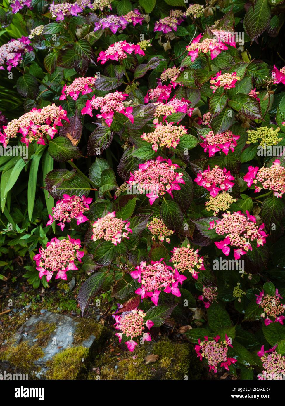 Fiori di razze rosse e foglie scure dell'ortensia di montagna lacecap, Ortensia serrata 'Garden House Glory' Foto Stock