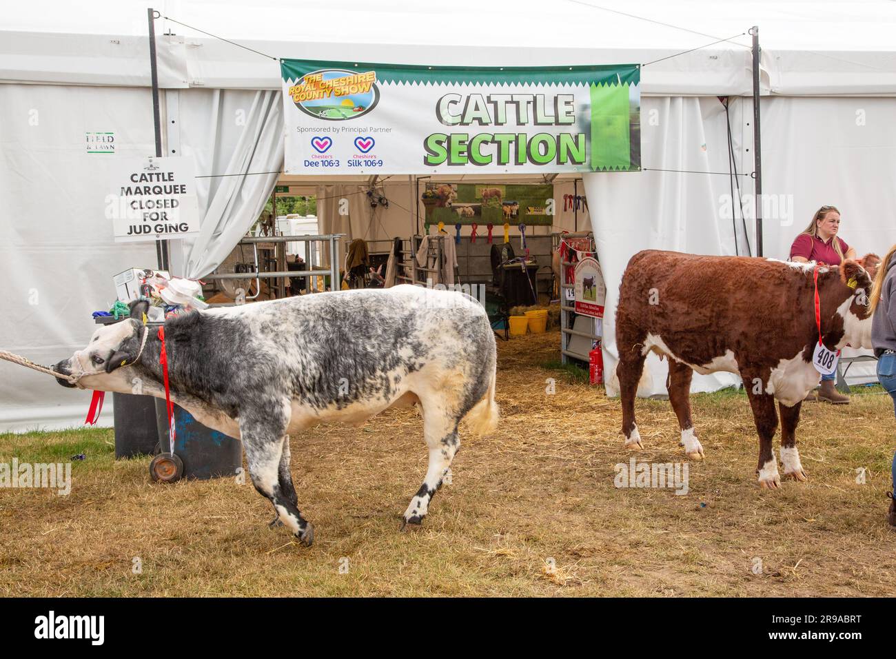 Il bestiame sta per entrare nell'anello dello spettacolo al Rotyal Cheshire Show del 2023 Foto Stock