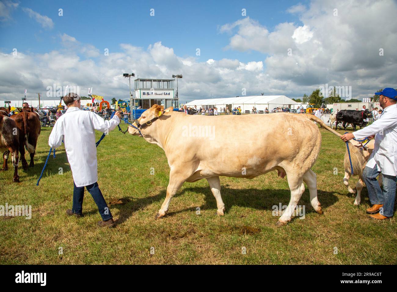 Le mucche di bestiame sono state giudicate ed esposte nell'anello della parata alla fiera agricola Royal Cheshire del giugno 2023 al Tabley Showground Foto Stock