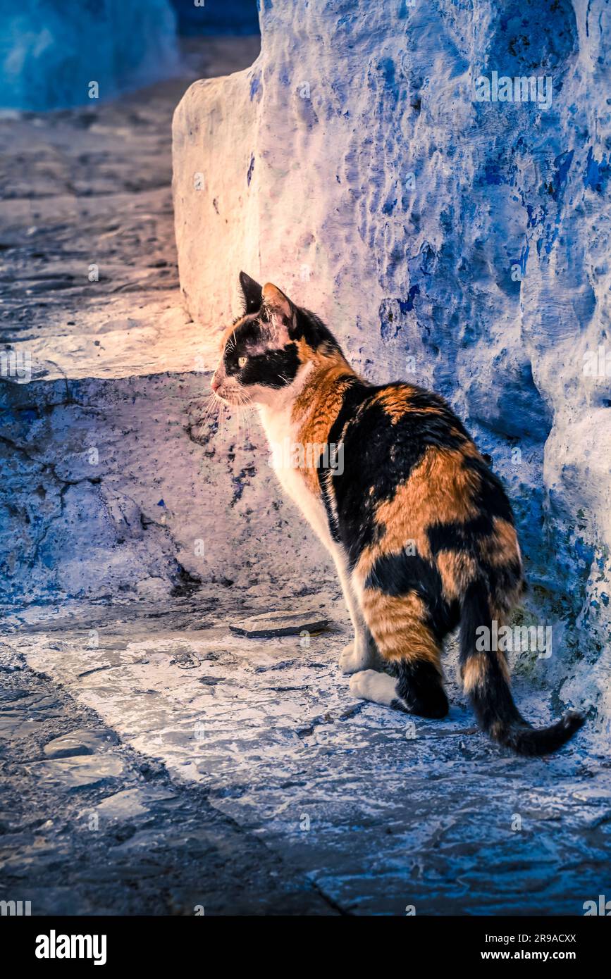 Un gatto Calico in allerta tra il labirinto di scale e gradini nella città blu, Chefchaouen, Marocco Foto Stock