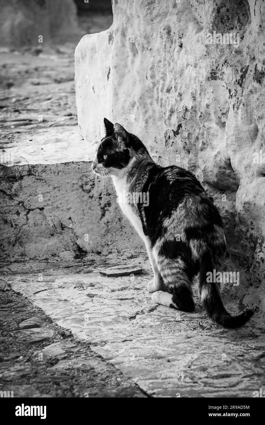 Un gatto Calico in allerta tra il labirinto di scale e gradini a Chefchaouen, in Marocco, in bianco e nero Foto Stock