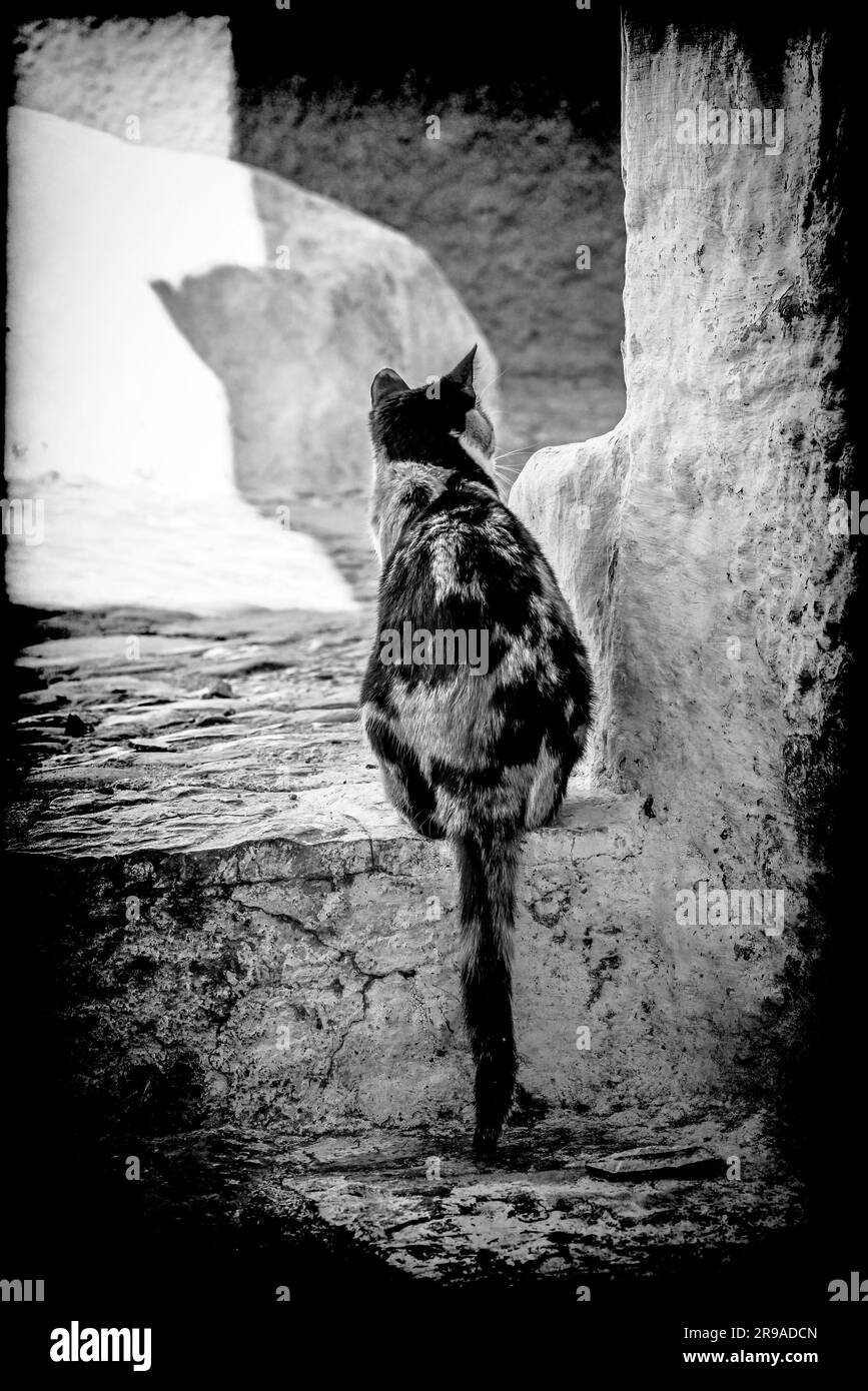 Un gatto Calico in allerta tra il labirinto di scale e gradini a Chefchaouen, in Marocco, in bianco e nero Foto Stock