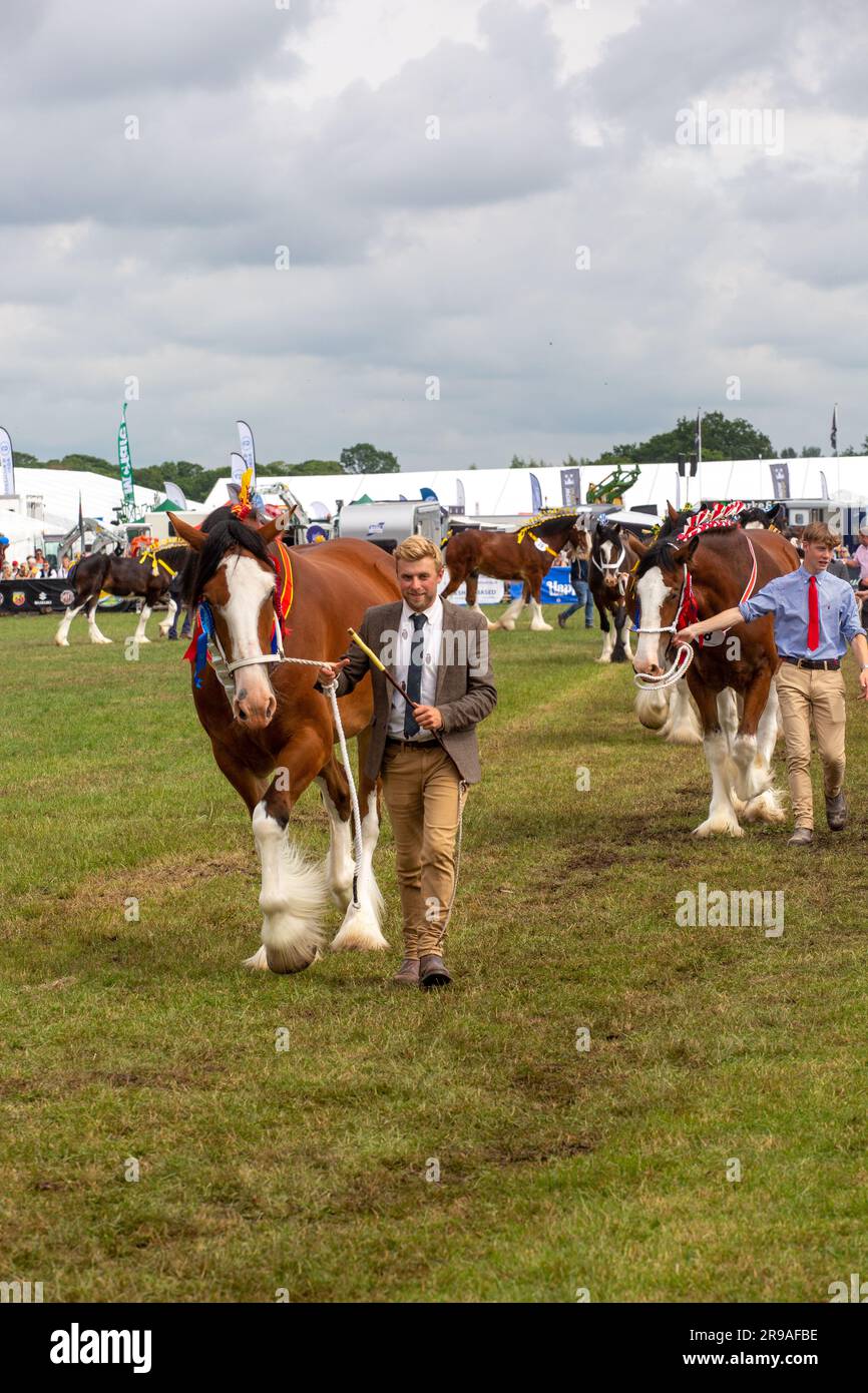 Cavalli pesanti nell'anello dello spettacolo al Royal Cheshire Agricultural Show del giugno 2023 al Tabley Showground Foto Stock