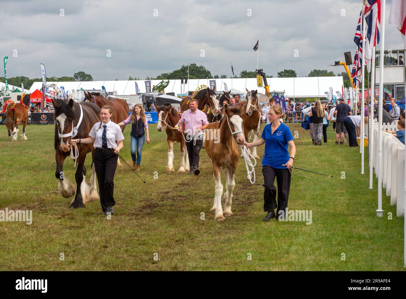 Cavalli pesanti nell'anello dello spettacolo al Royal Cheshire Agricultural Show del giugno 2023 al Tabley Showground Foto Stock