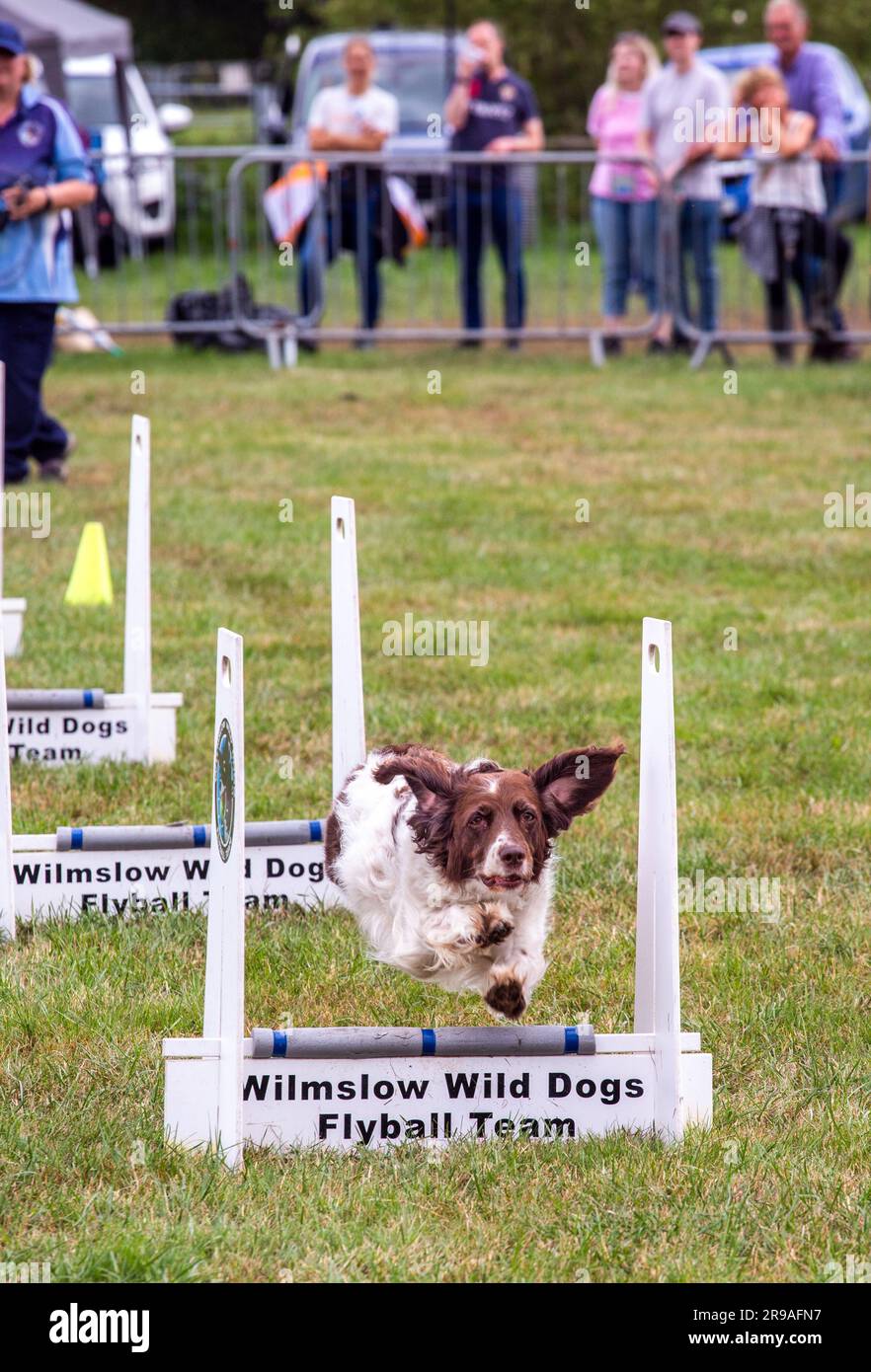 Cani che competono con il flyball alla fiera agricola Royal Cheshire del giugno 2023 al Tabley Showground Foto Stock