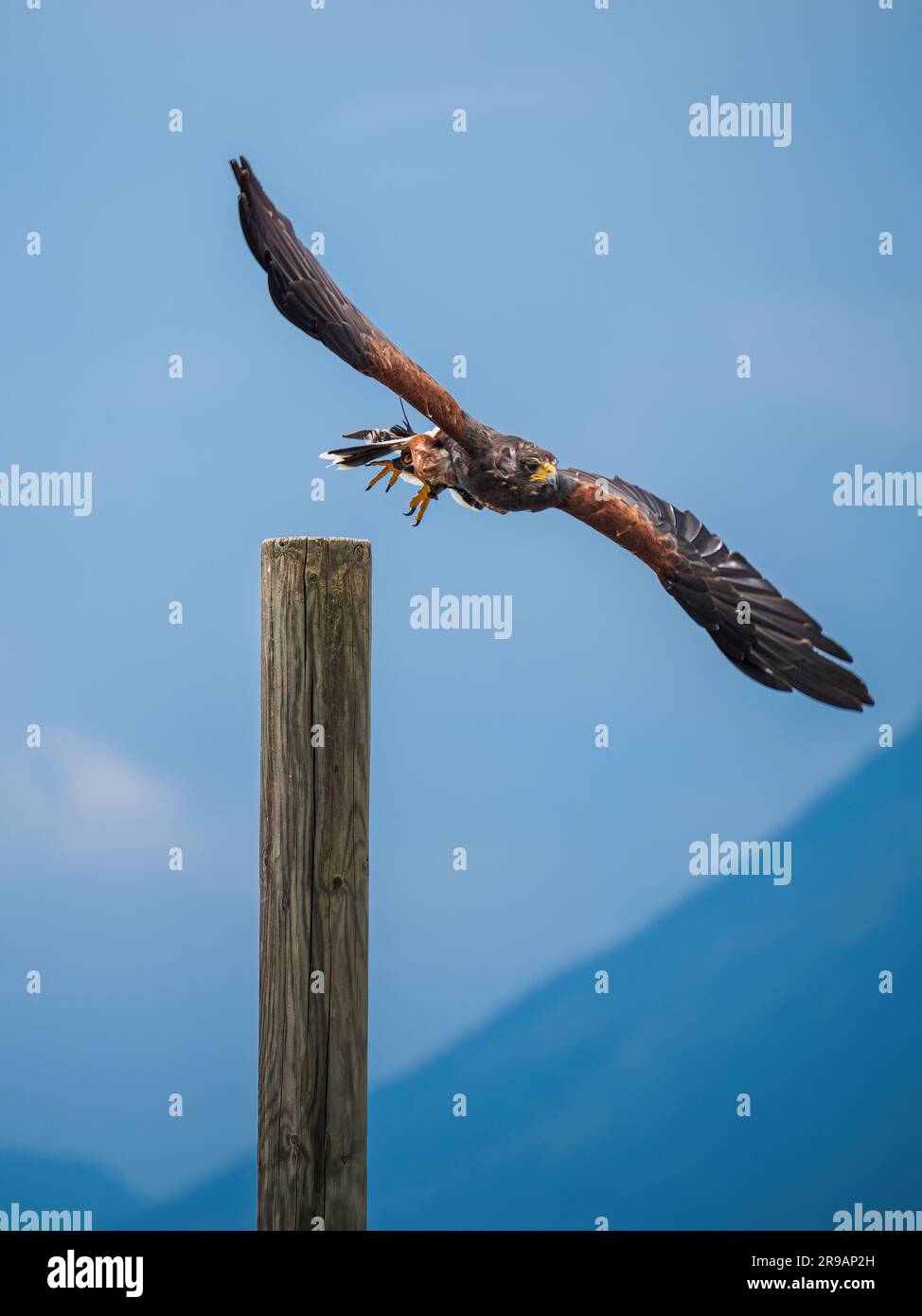 Harris Hawk decolla da un palo di legno durante uno spettacolo all'Adler Arena Villach, Carinzia, Austria Foto Stock