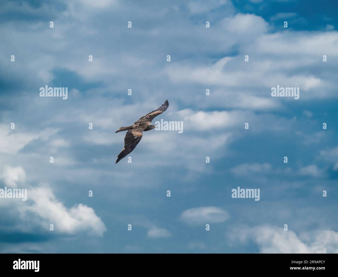 Black Kite Hawk uccello preda che vola su uno sfondo nuvoloso Foto Stock