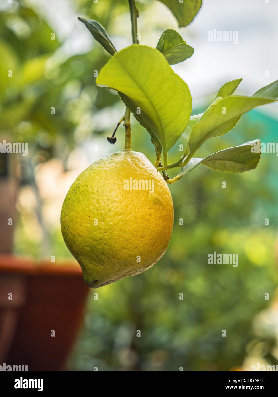 Agrumi bio-biologici di limone in un'azienda agricola su un ramo di albero con foglie Foto Stock