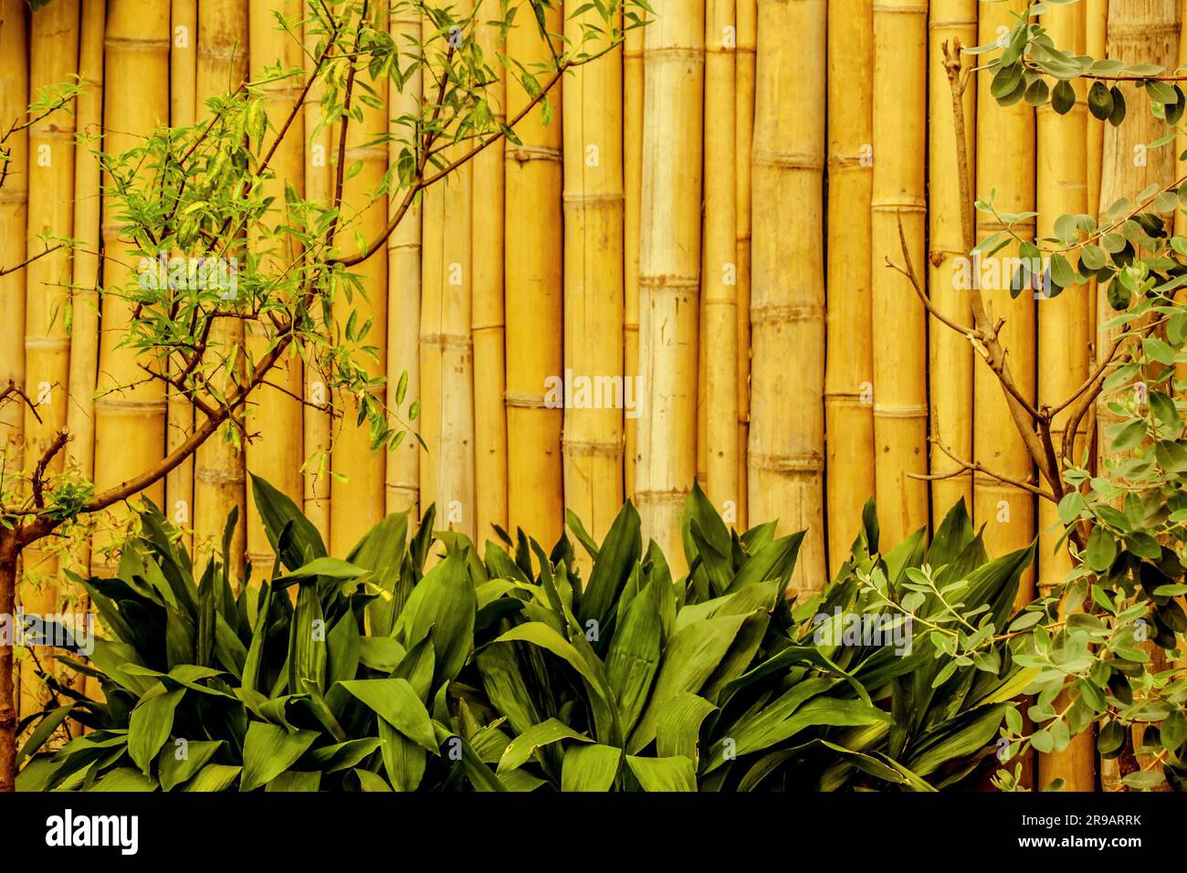 Giardino asiatico con recinzione di bambù Foto Stock