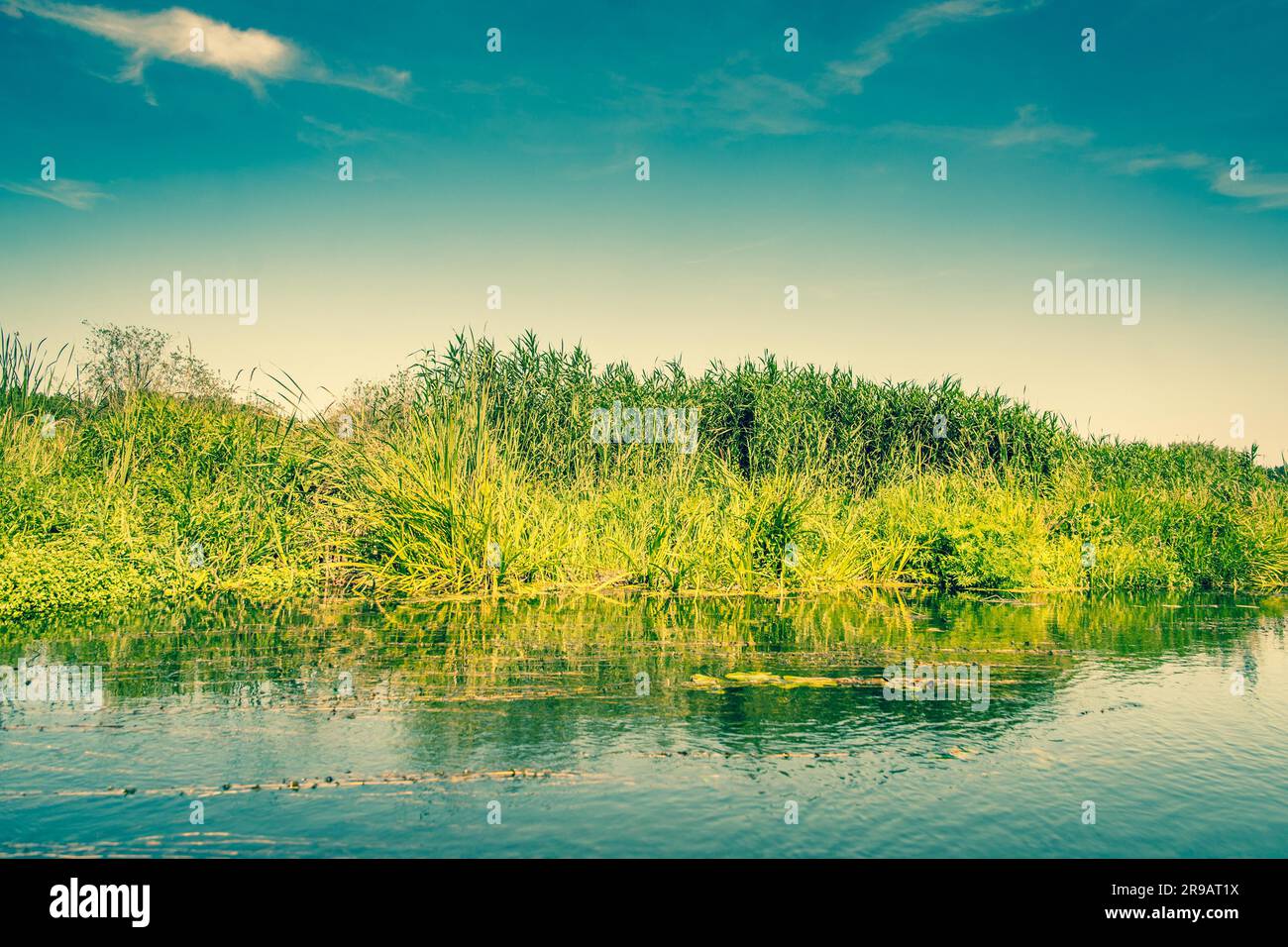 Il verde fresco corre in un fiume Foto Stock