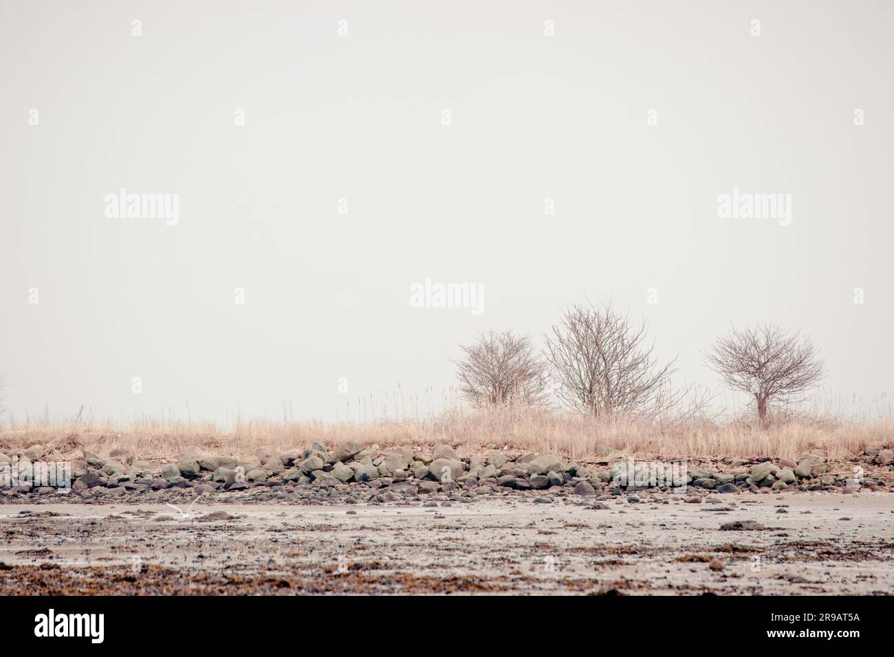 Alberi solitari nel silenzioso paesaggio invernale Foto Stock