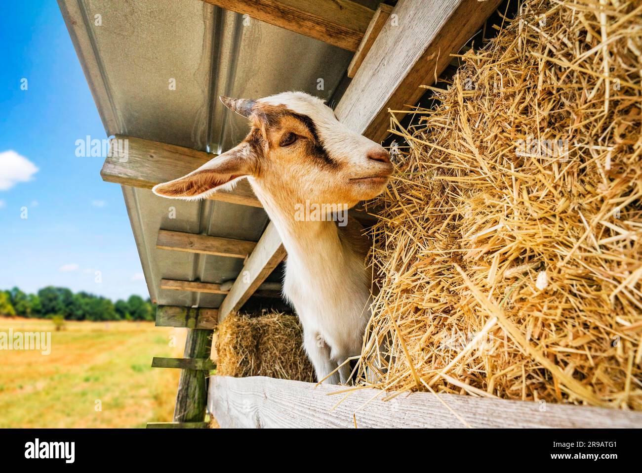 Capra che mangia fieno in un fienile in un ambiente rurale in estate Foto Stock