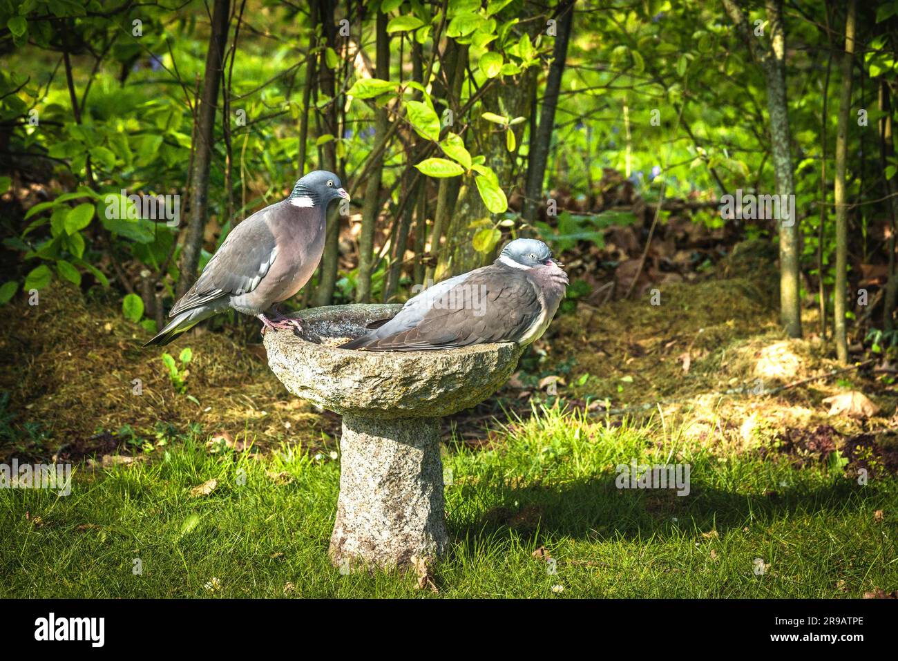 Piccione giovane seduto su un bagno uccelli in un giardino verde in estate Foto Stock