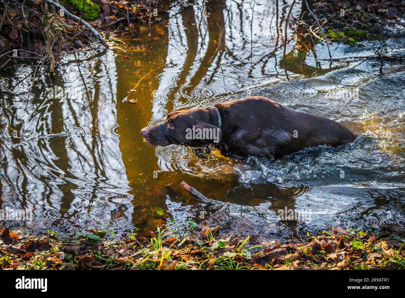 Cane da caccia in una pozza di foresta in autunno con pelo umido e albero silhuettes nell'acqua Foto Stock