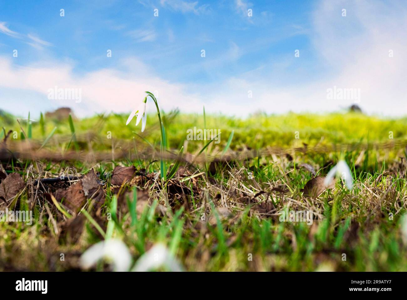 Snowdrop fiori su un prato verde in primavera sotto un cielo blu Foto Stock