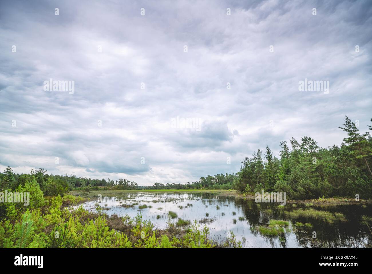 Foresta palude in una giornata nuvolosa con alberi verdi intorno ad un piccolo lago Foto Stock