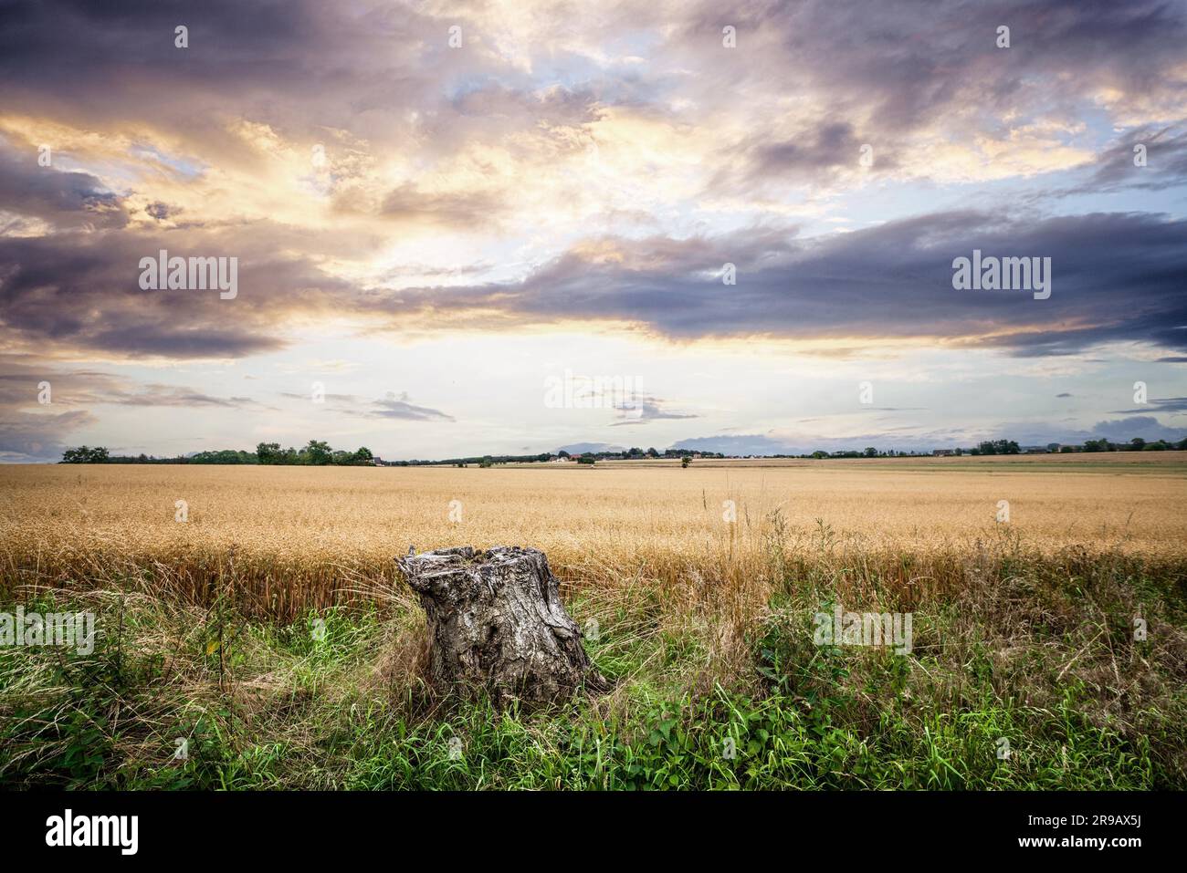 Albero moncone in un paesaggio rurale con campi d'oro nel bel tramonto Foto Stock