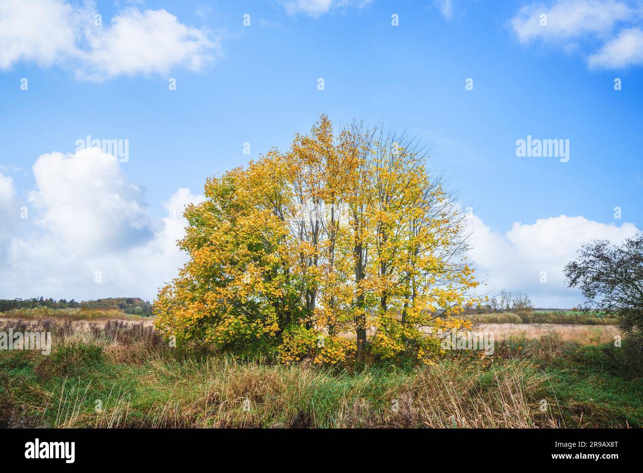 Colorato scenario autunnale con alberi in colori giallo e verde in una giornata intensa Foto Stock